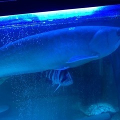 楽天市場】（熱帯魚）シルバーアロワナ Sサイズ（ワイルド