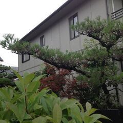 剪定、伐採