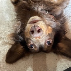 犬好きの方と仲良くなりたいです🐕