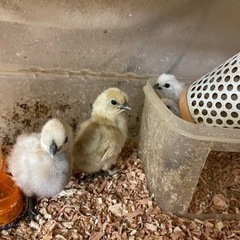 いろいろなにわとりのヒナ販売してます！ − 大分県