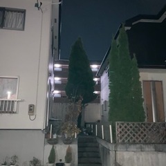 高木の伐採の画像