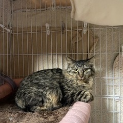 長毛猫のイケメン男の子。めちゃくちゃ懐こいです。