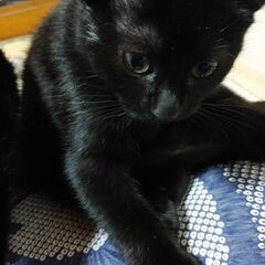 子猫の里親募集してます　（黒子猫）