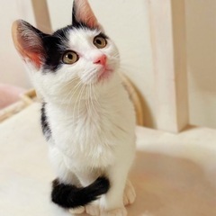 綺麗な白黒の男の子