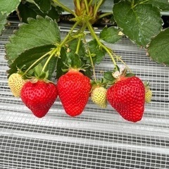 🍓いちご狩り　あまおう🍓