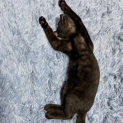 黒猫の男の子　2匹
