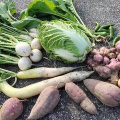 野菜セット　80サイズ