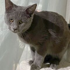 チャコルグレー男の子生後５ヶ月