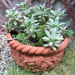 陶器のプランター☆多肉植物オマケ付き