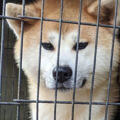 里親様決まりました