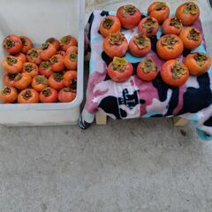 柿を食しませんか ⁉️の画像