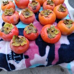 柿を食しませんか ⁉️の画像