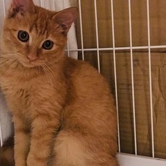 ふわふわボディーの「チャイ」くん✨
