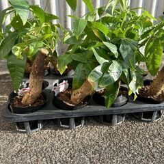 パキラ 3号サイズ 朴仕立て