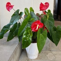 アンスリウム　観葉植物