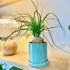 ヘンテコな植物。ムチムチぷっくり！個性的な植物！オシャレなお部屋...