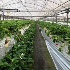 熊本阿蘇　果実の国カップルズ　5月中旬ごろまでいちご狩り開園中