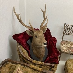 エゾシカの剥製の画像