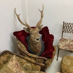 エゾシカの剥製の画像