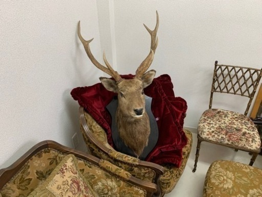 エゾシカの剥製