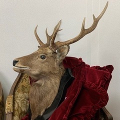 エゾシカの剥製の画像