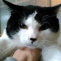 ヒョッコリ現れた兄妹の猫