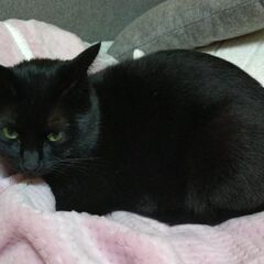 [終活]相続・遺言についての無料相談会を開催します　1/15（月...