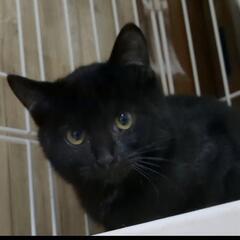 美猫  黒猫の女の子推定4ヶ月
