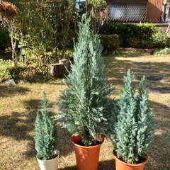 寄せ植えや観葉植物見にきませんかの画像