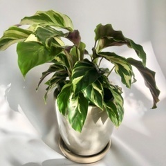 寄せ植えや観葉植物見にきませんかの画像