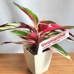 寄せ植えや観葉植物見にきませんかの画像