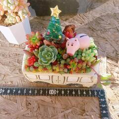 多肉植物  寄せ植え  クリスマスの画像