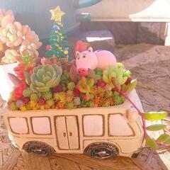 多肉植物  寄せ植え  クリスマス