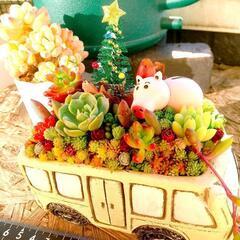 多肉植物  寄せ植え  クリスマスの画像