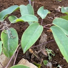 あけび　植物　【お話し中】の画像