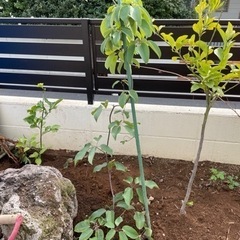 あけび　植物　【お話し中】