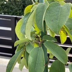 あけび　植物　【お話し中】の画像