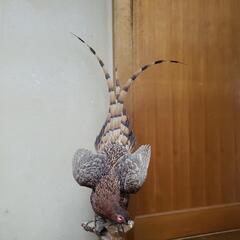 雉の剥製の画像
