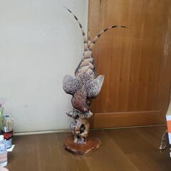 雉の剥製の画像