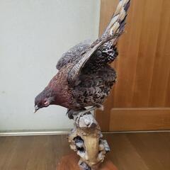 雉の剥製の画像