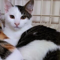 （10/20石巻の里親探し会開催です！）捨て猫ファミリー「ロッキー」♂