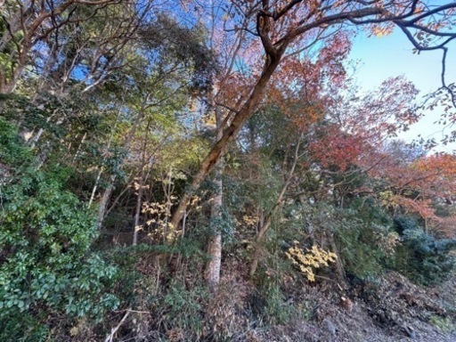 薪の原木どうぞ