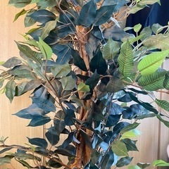 フェイクグリーンの画像