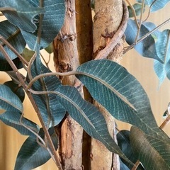 フェイクグリーンの画像