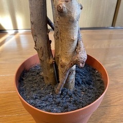 フェイクグリーンの画像