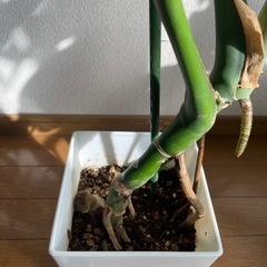 モンステラデリシオーサの画像