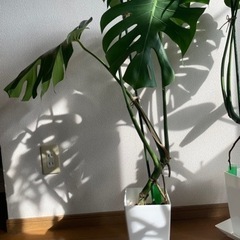 モンステラデリシオーサの画像