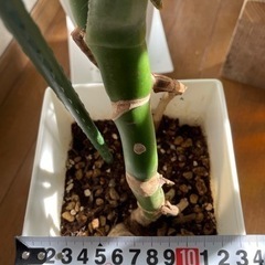モンステラデリシオーサの画像