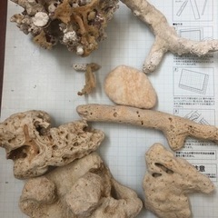 珊瑚　熱帯魚　海水魚　アクアリウム　海の画像