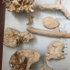 珊瑚　熱帯魚　海水魚　アクアリウム　海の画像